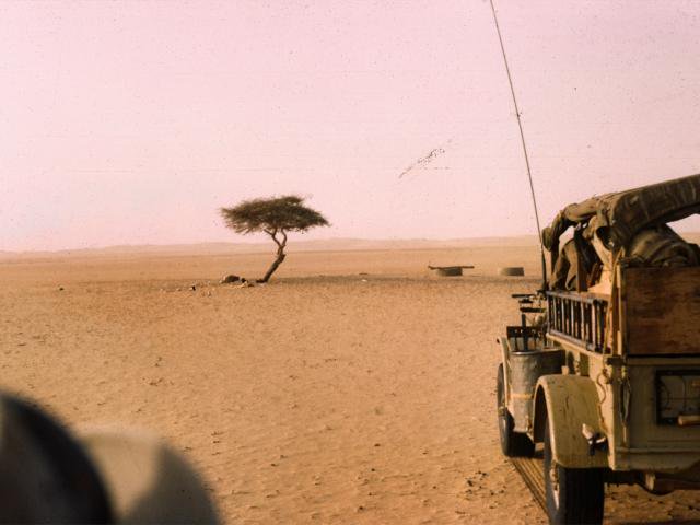 1973: In der südlichen Sahara wird der einzige Baum in einem Umkreis von 400 km umgefahren. Der Täter: ein betrunkener LKW-Fahrer.