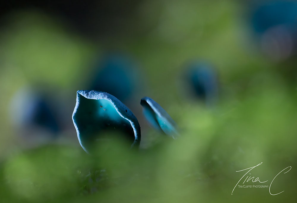 TinaClaffey's tweet photo. Another view of the little Green Elfcup peeking through the mosses at @LoughBooraPark @forum_wetlands @CurrachBooks @LandmarksDublin @RewildingIre @EcoEye https://t.co/qIgfi3NM1O