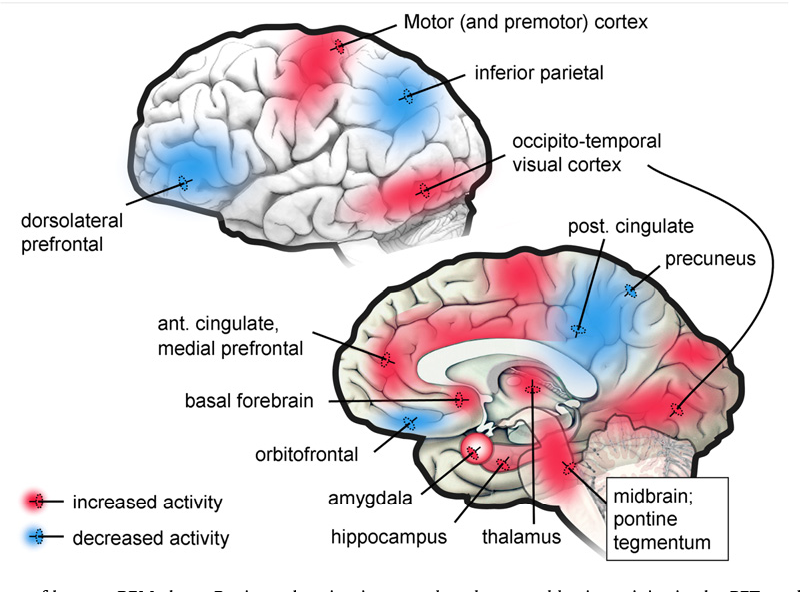 EvoBrainCoin's tweet photo. 🧠The sleep and dream conductors🧠

What happens to the brain during dreams? https://t.co/pT38FG5QiZ