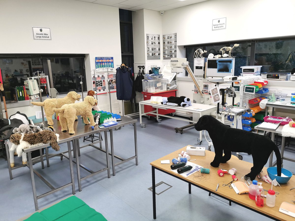 UCD Clinical Skills Centre (@ucdcsc) on Twitter photo Delighted to welcome our 1st year students into the <a href="/ucdcsc/">UCD Clinical Skills Centre</a> for a taster session. 1st year veterinary nurses yesterday & some 1st year veterinary medicine students this afternoon. Big thanks to our volunteer final years for helping out & demonstrating their amazing skills. 👏👏 Delighted to welcome our 1st year students into the <a href="/ucdcsc/">UCD Clinical Skills Centre</a> for a taster session. 1st year veterinary nurses yesterday & some 1st year veterinary medicine students this afternoon. Big thanks to our volunteer final years for helping out & demonstrating their amazing skills. 👏👏
