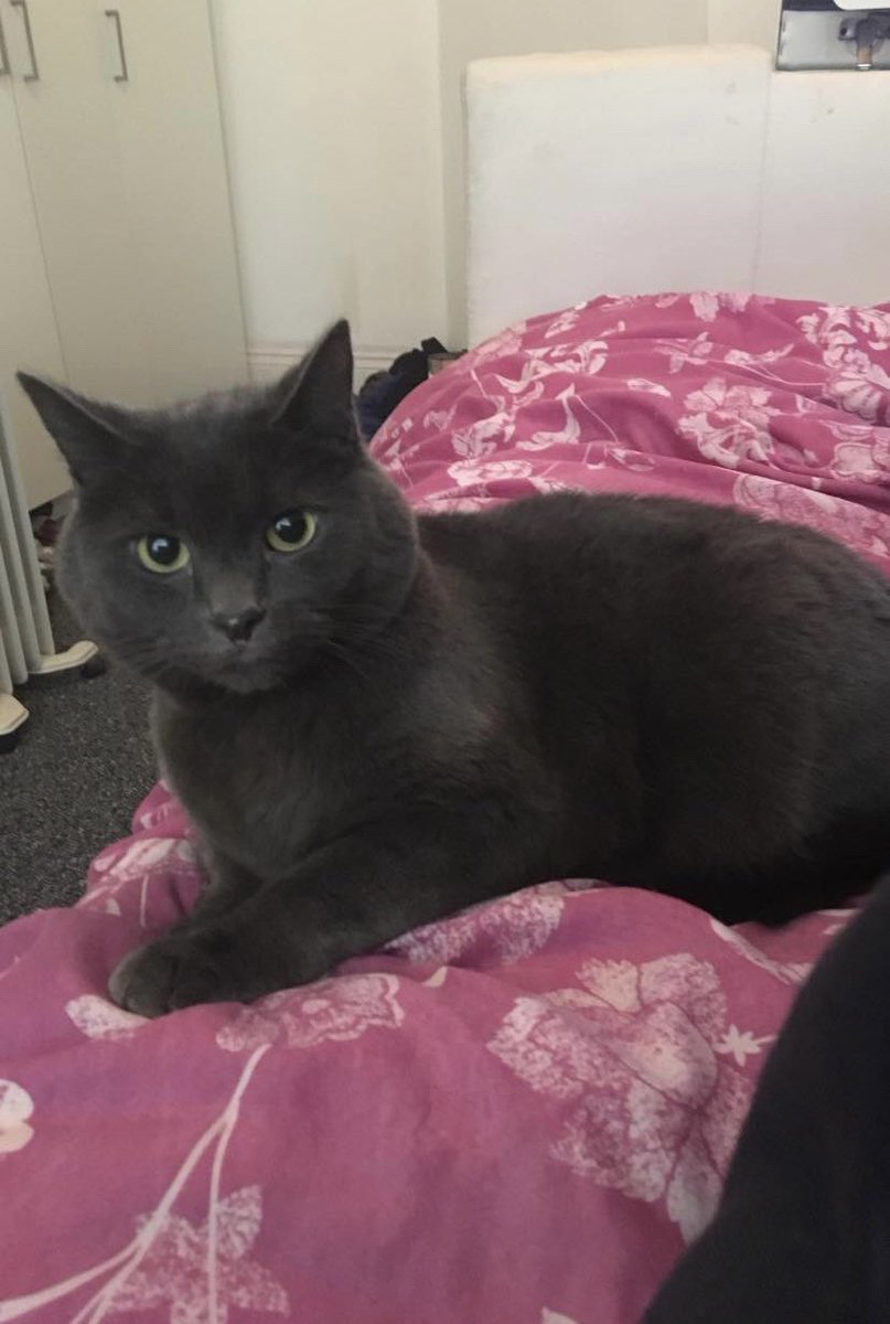 SolihullUpdates's tweet image. #MISSING (possibly stolen): Have you seen Theo and Blue?

Two male #RussianBlue cats missing since Wednesday (27 September) from #StationRoad in #Dorridge #B93. No microchip or collar. If there are ANY sightings of them or you know their whereabouts, let #SU know. Please SHARE.