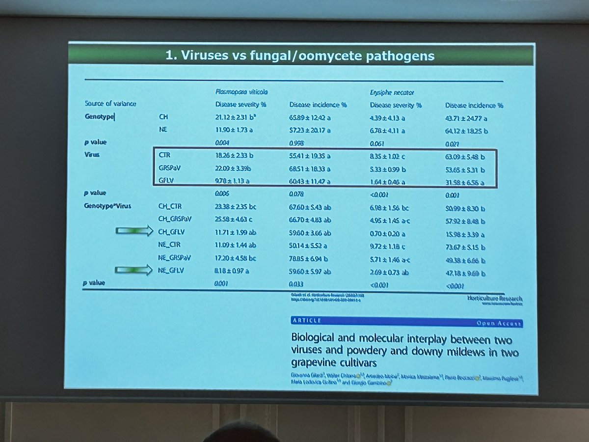 GianfRomanazzi's tweet photo. Giorgio #Gambino reports a lower incidence of #grapevine #downy and #powdery #mildew in plants infected with #GFLV, and in plants infected by #GRSPaV treated with #resistance #inducers at #ICVG2023 https://t.co/nYrupCJvEc