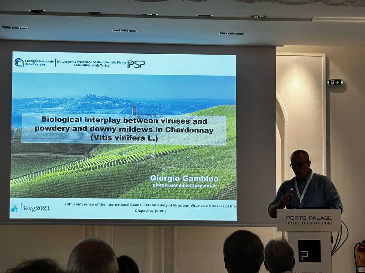 GianfRomanazzi's tweet photo. Giorgio #Gambino reports a lower incidence of #grapevine #downy and #powdery #mildew in plants infected with #GFLV, and in plants infected by #GRSPaV treated with #resistance #inducers at #ICVG2023 https://t.co/nYrupCJvEc