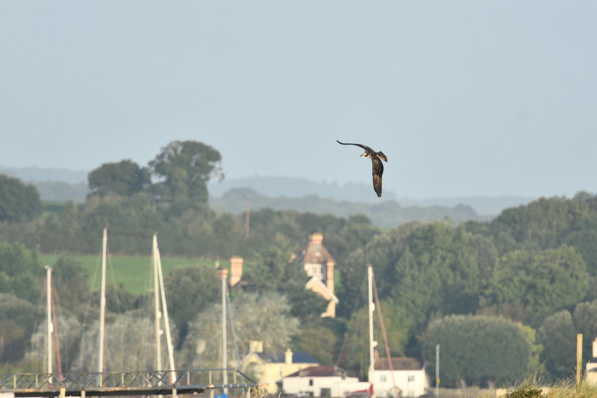A brief foray in to the Bight at Dawlish Warren this morning for this Osprey.