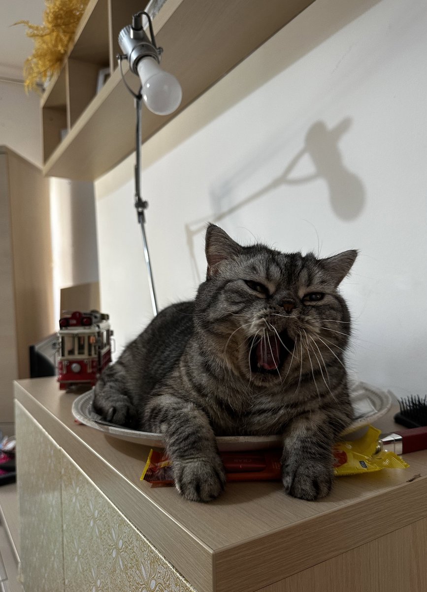 Маша с котом tweet media
