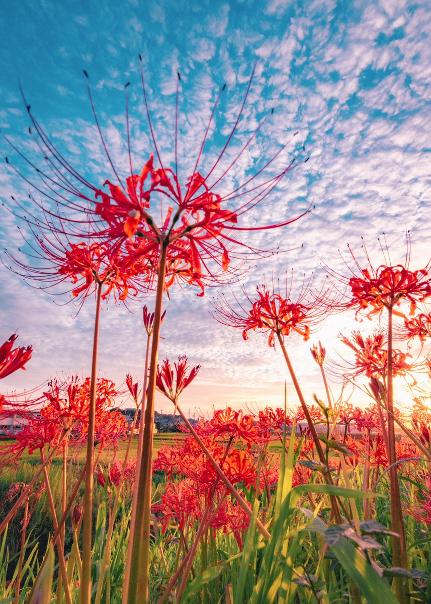 asagi_photo0921's tweet photo. 優しい夕空の下で情熱的に咲く花。 https://t.co/7rXBzPW1al