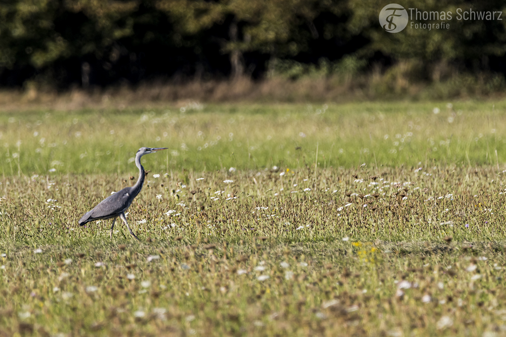 grey heron in the field searching for food ...

#wildlife #graureiher #greyheron #inthefield #canon #canonphotography #vogelfotografie_deutschland #canondeutschland #nature #sigma #photography #bokeh #karlsruhe #thomasschwarzfotografie