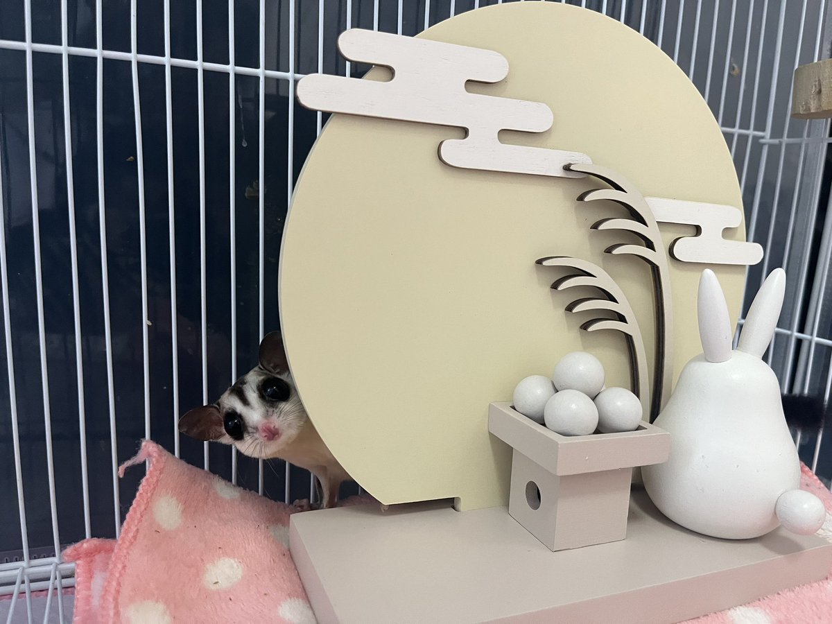 devi_bubu's tweet image. お月見🎑🩶