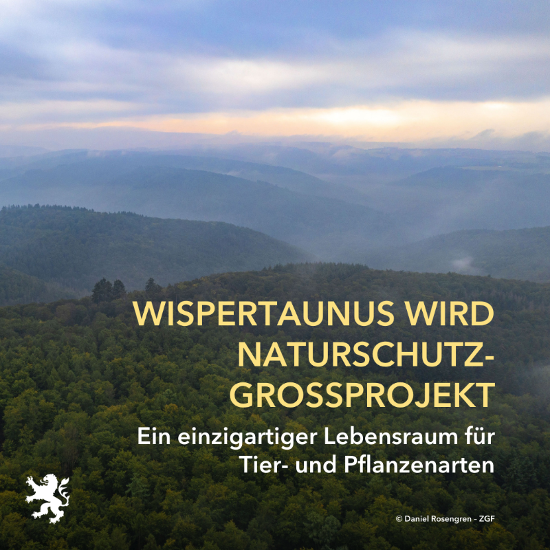 UmweltHessen's tweet photo. Am 1. Oktober 2023 startet das gemeinsam vom Bund und dem Land Hessen geförderte Naturschutzgroßprojekt „Wispertaunus“. Im #Wispertaunus, einem Teil des mit 22.000 Hektar größten zusammenhängenden Waldgebiets Hessens, soll ein großer, unzerschnittener Naturwaldverbund entstehen.
