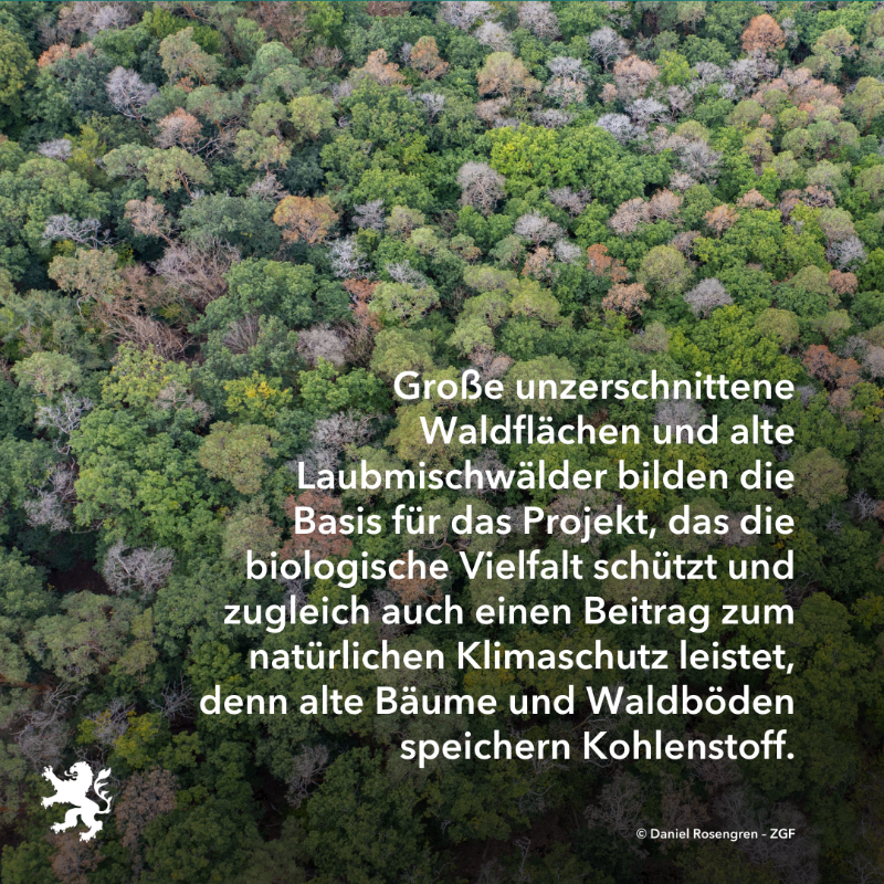 UmweltHessen's tweet photo. Am 1. Oktober 2023 startet das gemeinsam vom Bund und dem Land Hessen geförderte Naturschutzgroßprojekt „Wispertaunus“. Im #Wispertaunus, einem Teil des mit 22.000 Hektar größten zusammenhängenden Waldgebiets Hessens, soll ein großer, unzerschnittener Naturwaldverbund entstehen.