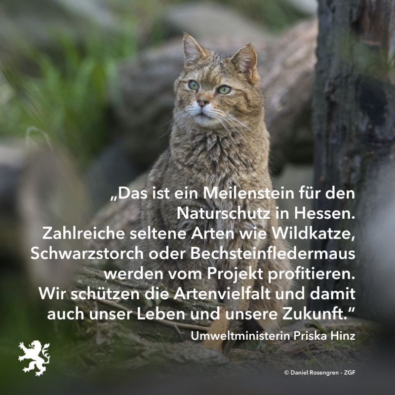 UmweltHessen's tweet photo. Am 1. Oktober 2023 startet das gemeinsam vom Bund und dem Land Hessen geförderte Naturschutzgroßprojekt „Wispertaunus“. Im #Wispertaunus, einem Teil des mit 22.000 Hektar größten zusammenhängenden Waldgebiets Hessens, soll ein großer, unzerschnittener Naturwaldverbund entstehen.