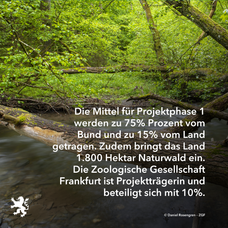 UmweltHessen's tweet photo. Am 1. Oktober 2023 startet das gemeinsam vom Bund und dem Land Hessen geförderte Naturschutzgroßprojekt „Wispertaunus“. Im #Wispertaunus, einem Teil des mit 22.000 Hektar größten zusammenhängenden Waldgebiets Hessens, soll ein großer, unzerschnittener Naturwaldverbund entstehen.