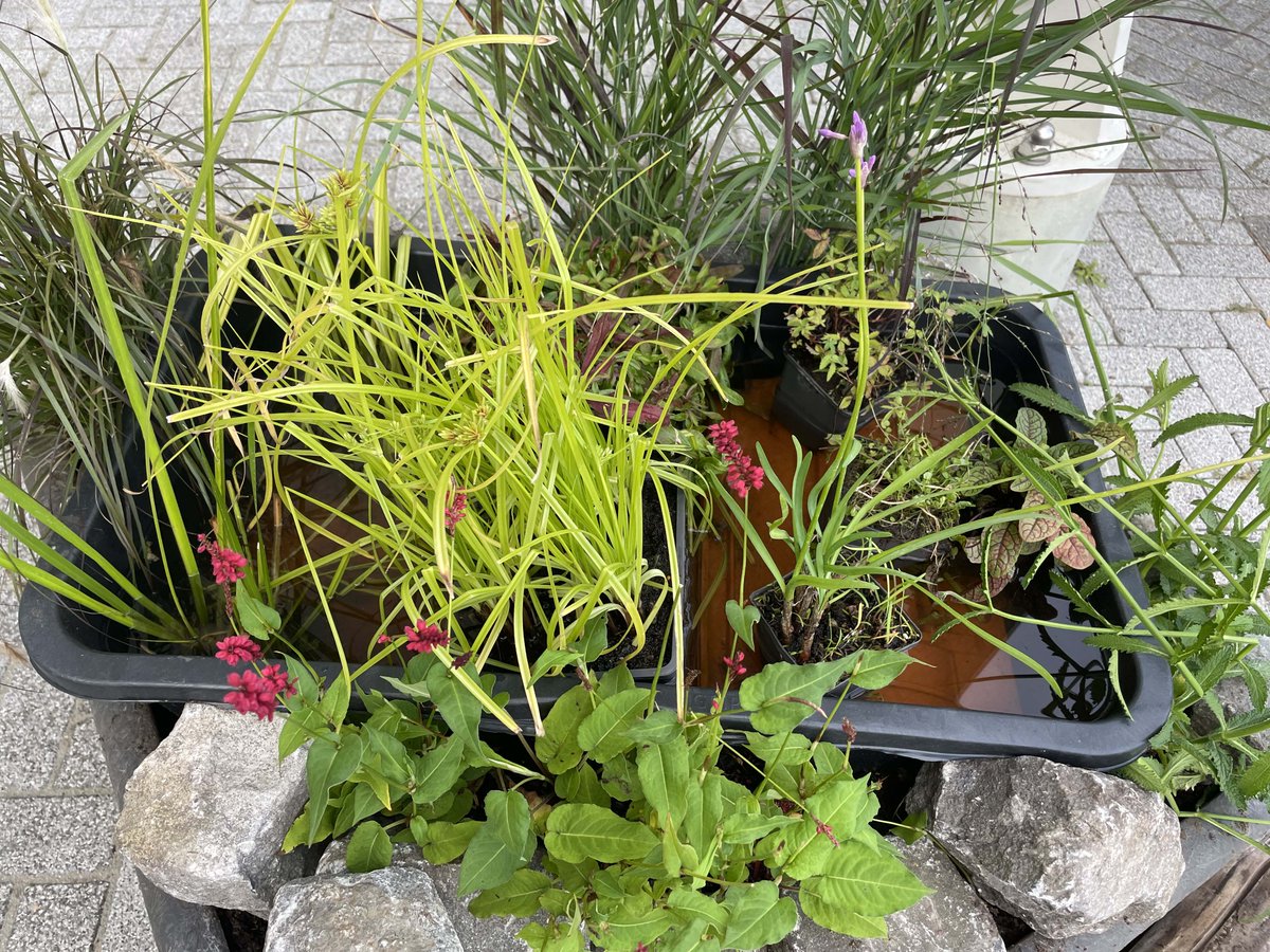 Laat je de komende tijd inspireren 💚 hoe je al 1 vierkante meter van jouw tuin makkelijk kan vergroenen🌱. Voor de ingang van het g#emeentehuis 🏛️staan de komende twee weken 𝟱 𝘃𝗼𝗼𝗿𝗯𝗲𝗲𝗹𝗱𝘁𝘂𝗶𝗻𝘁𝗷𝗲𝘀 Veel dank aan de klussende 🛠️#natuurouders! 🥰 #Tholen