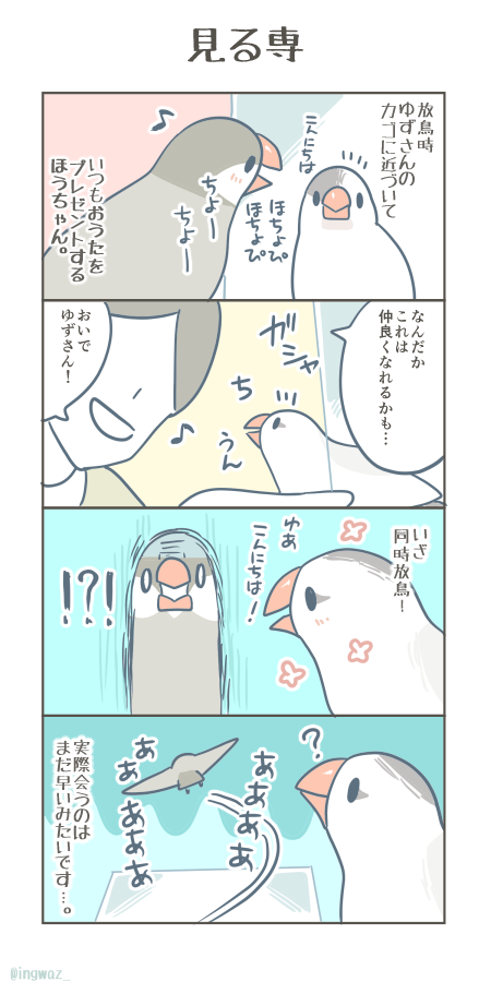 見る専。  #文鳥 #Buncho #漫画が読めるハッシュタグ