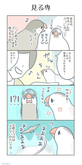 見る専。  #文鳥 #Buncho #漫画が読めるハッシュタグ