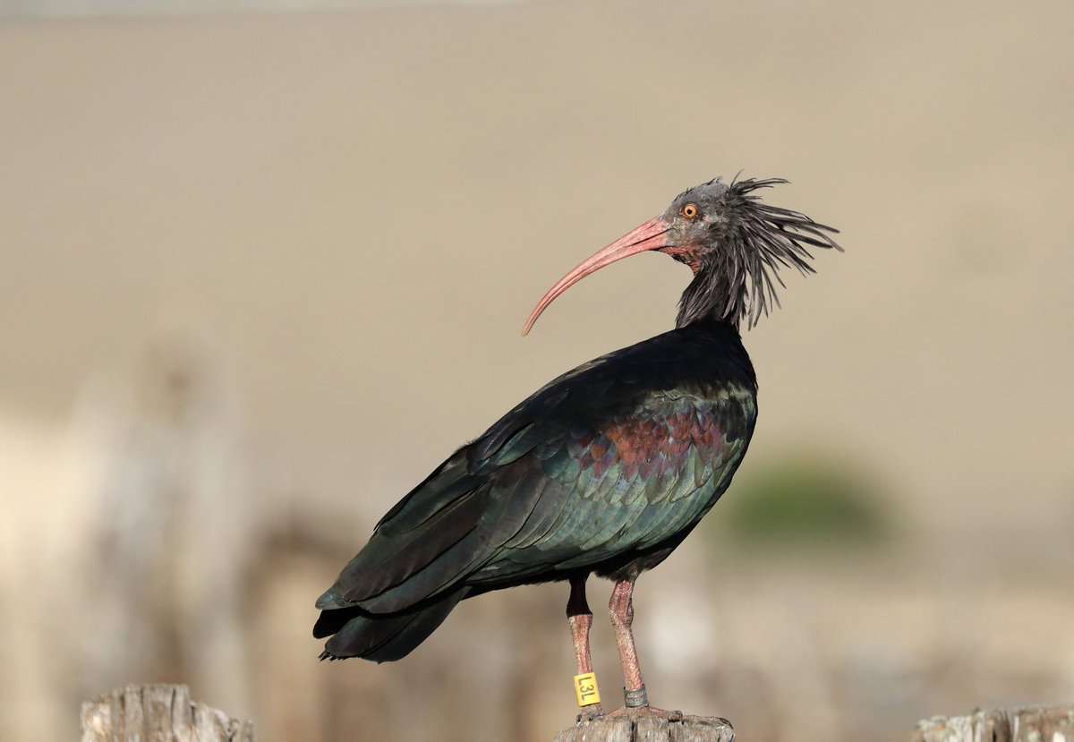 Northern Bold Ibis in Barbate, Spain