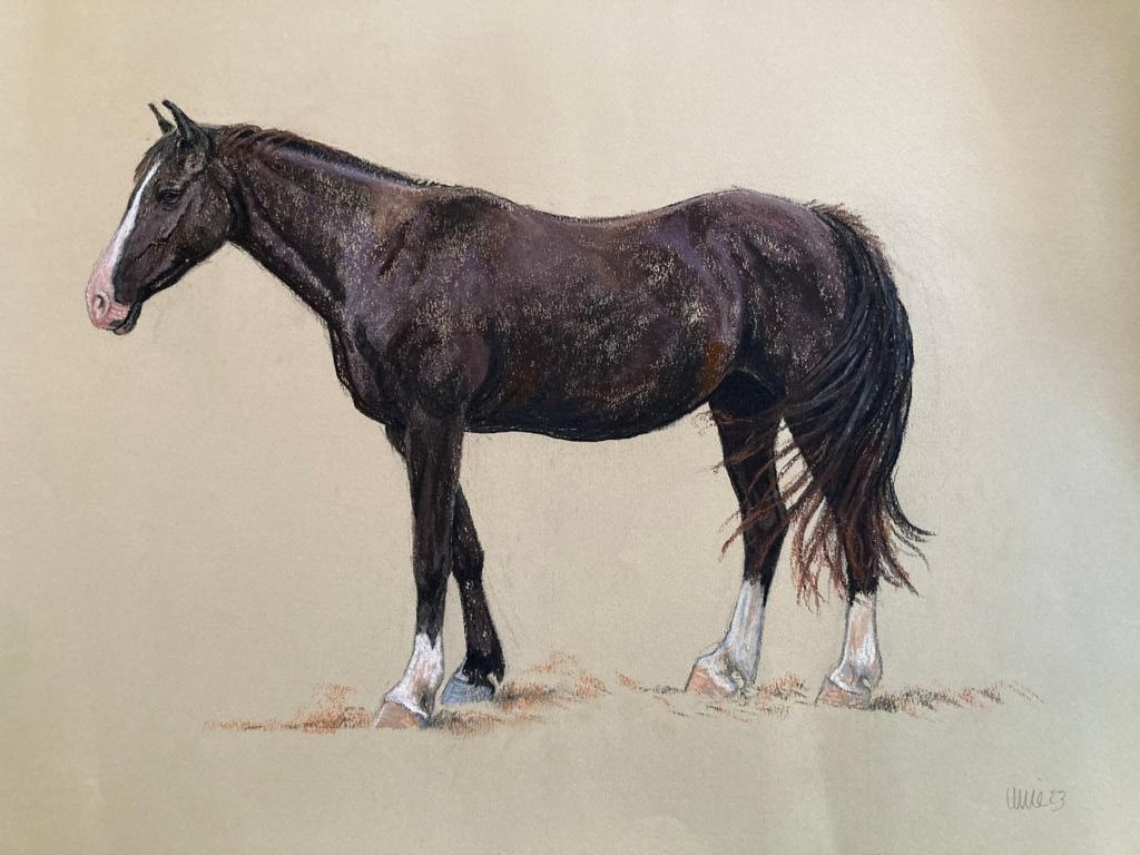 Heather Irvine, award-winning nature and wildlife artist, has sent us this beautiful picture of Boo, after seeing our appeal. We think it's stunning! Thank you to Heather, for this piece of artwork, and for your continued support.