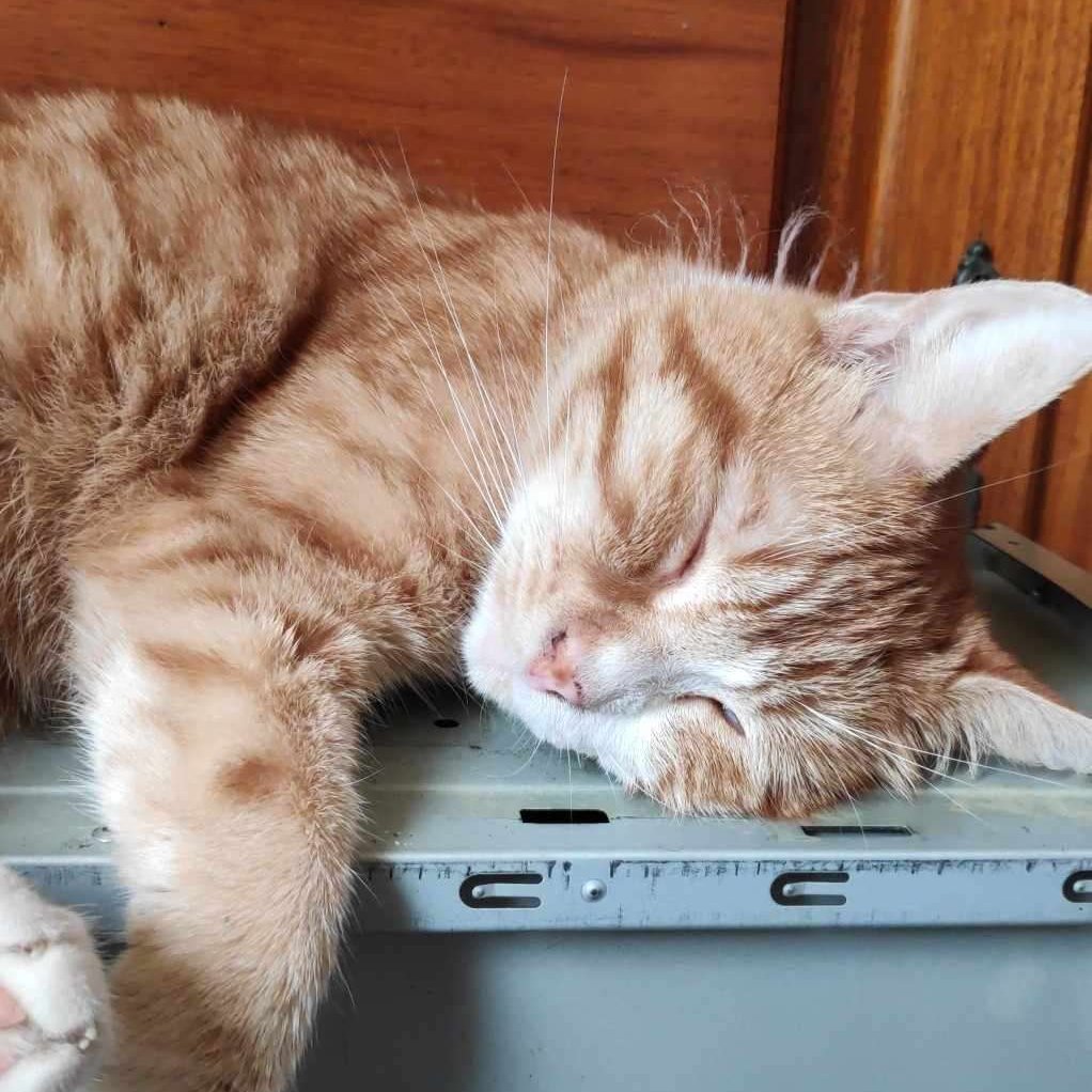 CraftBumble's tweet photo. For our next two cats, we feature Helper Helios, who is deaf but still has enough zoomies to cause chaos wherever he goes, &amp; Helper Zen whos loves to play hide &amp; seek in peoples hair!!  

Remember to take your cat to the vet for regular check ups!! ~ 🌻 https://t.co/r61vGsYUZV