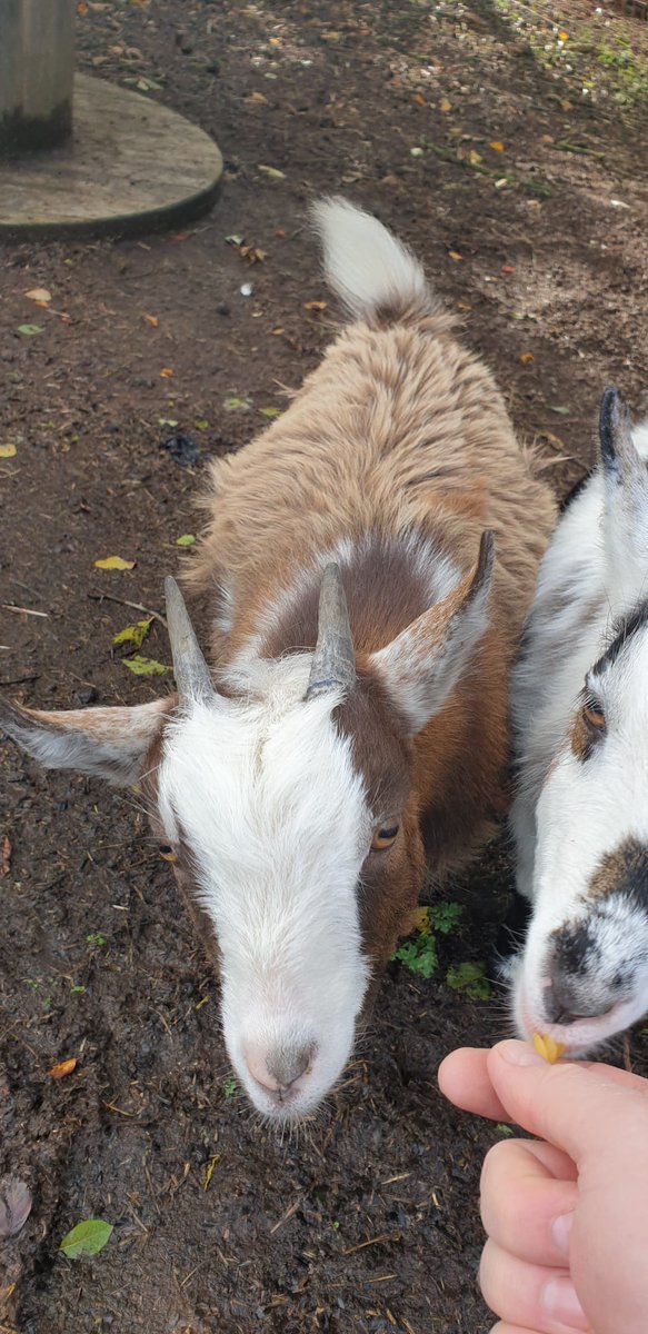 PlayforStrays tweet media