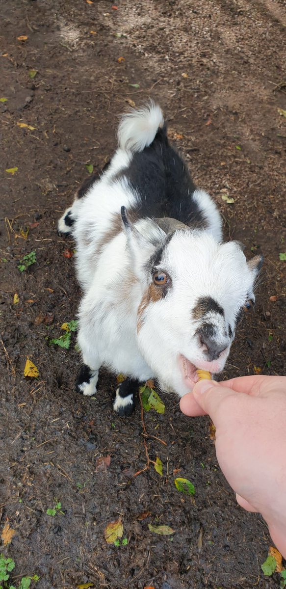 PlayforStrays tweet media