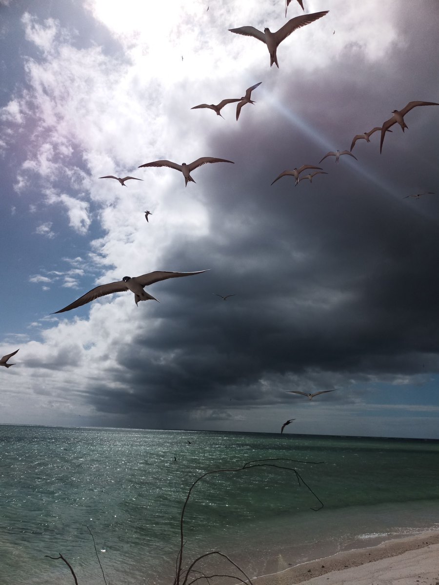 Marine_Science's tweet photo. Seabirds are oceanic voyagers with some birds travelling 1000s of miles over open ocean. Identifying sites where seabirds & their prey interact in the vast open ocean helps inform how areas are protected & managed #SeabirdScience @ZSLScience @ReunionUni @HeriotWattUni @malcnicoll https://t.co/9W3KzSPdQz