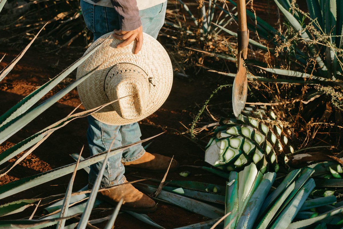 WDtradition's tweet photo. 6 anni di lunga attesa per questo momento, il taglio e la raccolta dell'#Agave. A voi piacerebbe assistere?😎
#Tequila #farming #Mexico https://t.co/FEF4nGdvAI