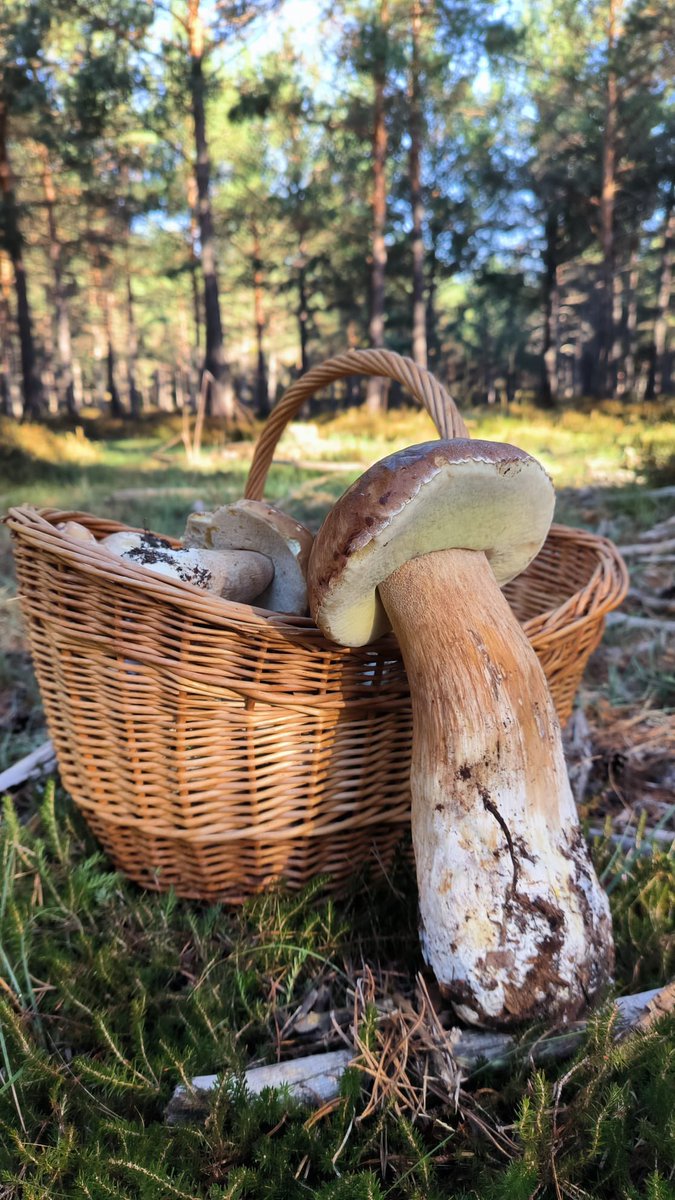 SETAS DE SORIA tweet media