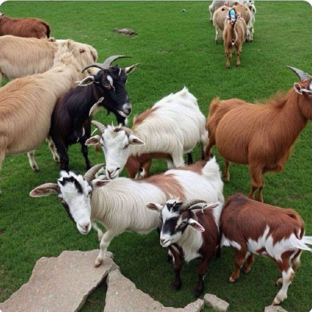 LucasFerrero's tweet photo. There are people who see many goats, I only see one... https://t.co/TIOtpmqCzH