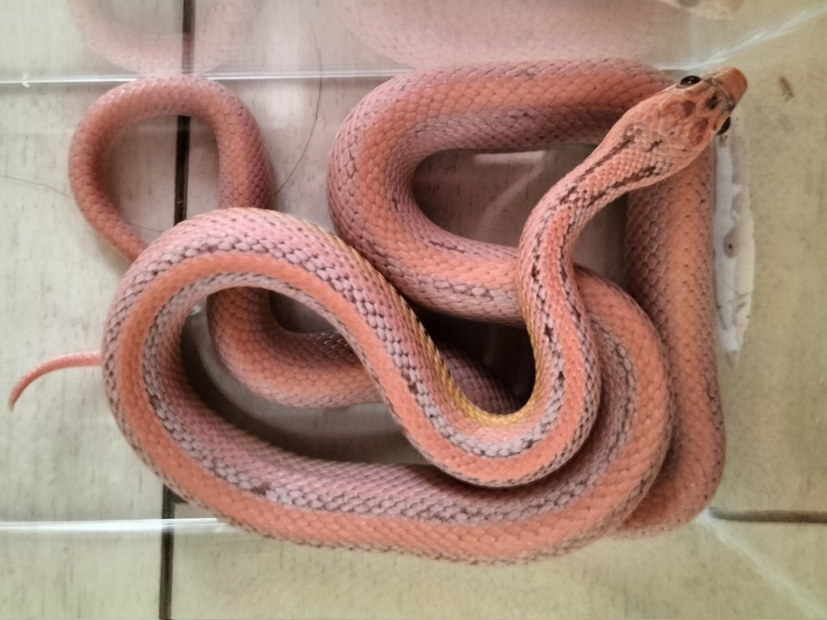 Reptile_Labo's tweet photo. ←室内 撮影 室外→
同一個体です。 https://t.co/qeUyKqr14L