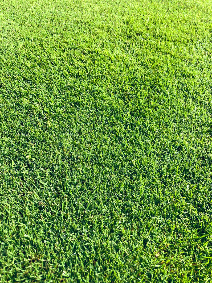 The Creeping Bent turf <a href="/LancsTurf/">Lancs Turf Supplies</a> is absolutely stunning.
Density, health and strength probably the best I’ve ever seen for a young sward. 
There’s also a browntop/creeping turf looking as good. 👍
#007DSB
#TourLeader
#TourProGDE
#Forefront