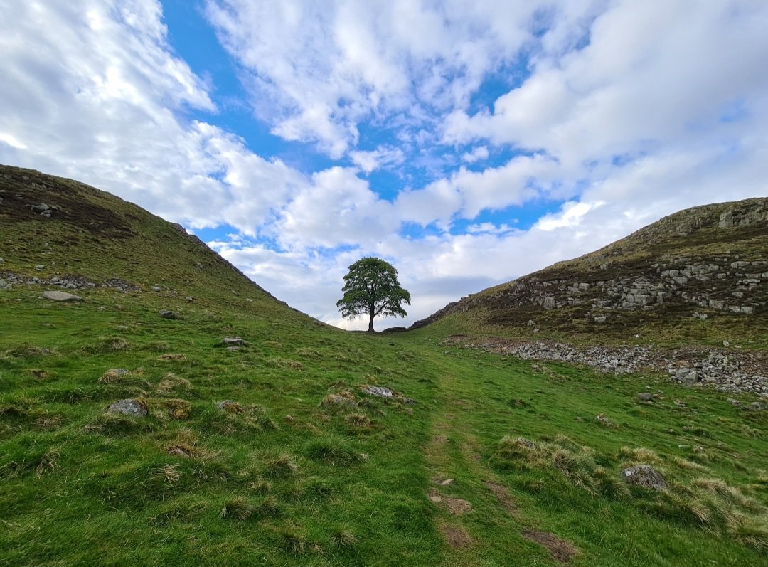 RCrossbyFCDO's tweet photo. So sad that the iconic sycamore has been cut down. An act of mindless vandalism. I visited #SycamoreGap in 2021. One of the great views of the 🇬🇧 https://t.co/8n3MGHCcxv