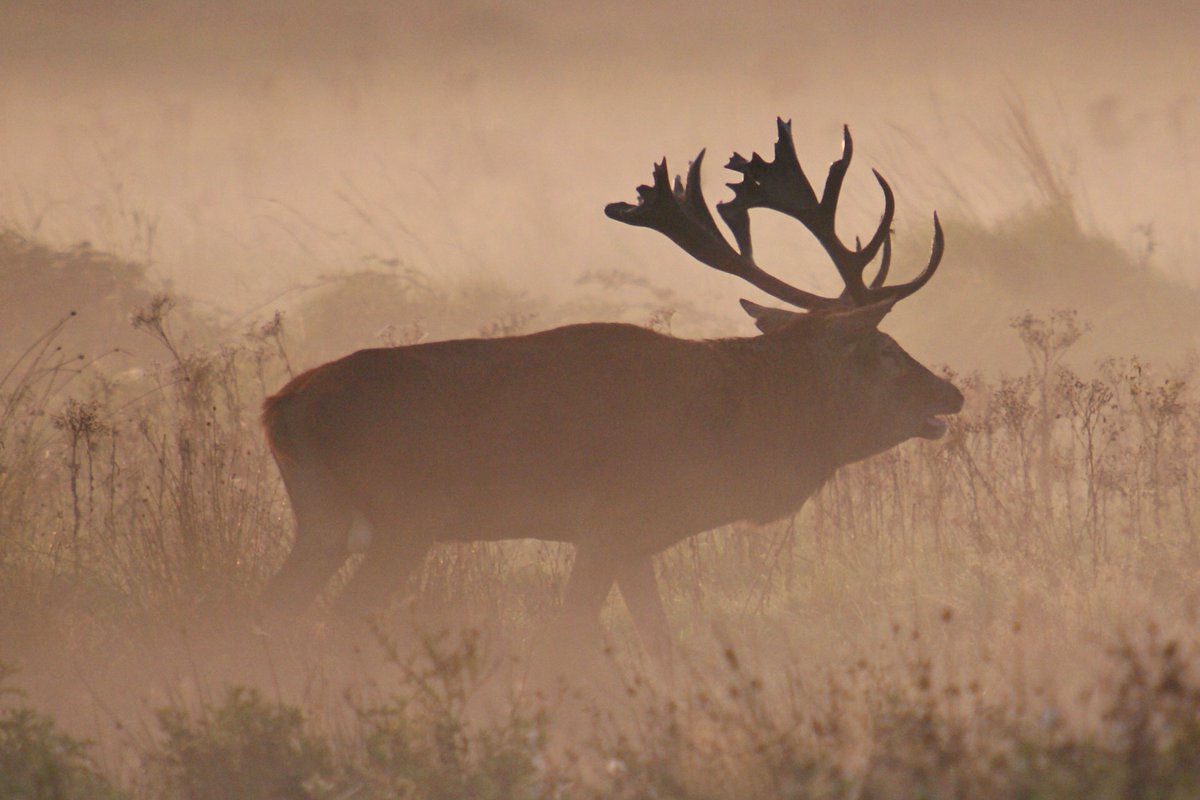 gisteren morgen in het W.B. schimmen in de mist,