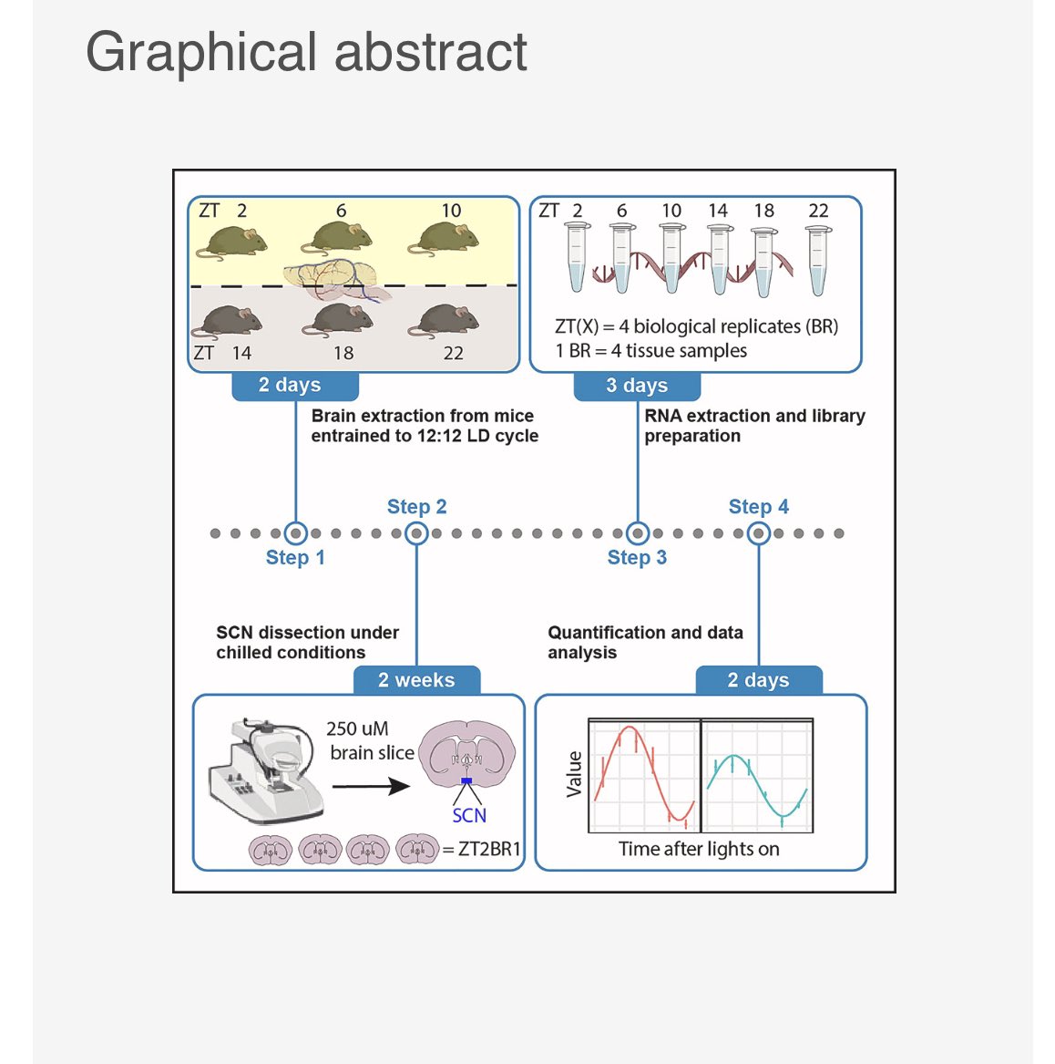 akankshabafna's tweet photo. Thrilled to share our recent published protocol @CellPress, https://t.co/VozrkxLBeE highlighting the importance of extracting precise- and- intact brain tissue for genomic analysis. Grateful to @pnolan10 @LauPetrina https://t.co/TjnpaeunfT