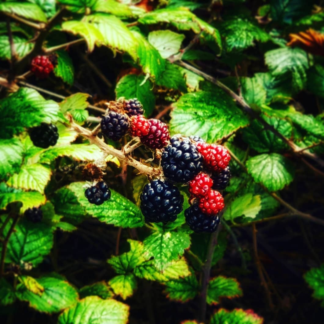 LWall54451552's tweet image. Superstitious? Find out why you might want to skip blackberry picking after today:
thestrangeways.co.uk/2018/11/devil-…
#BloggersCommunity #WritersCommunity #blog #blogger #writersoftwitter #bloggersoftwitter #writingcommunity #horrorcommunity #bloggingcommunity #folklore #folkhorror