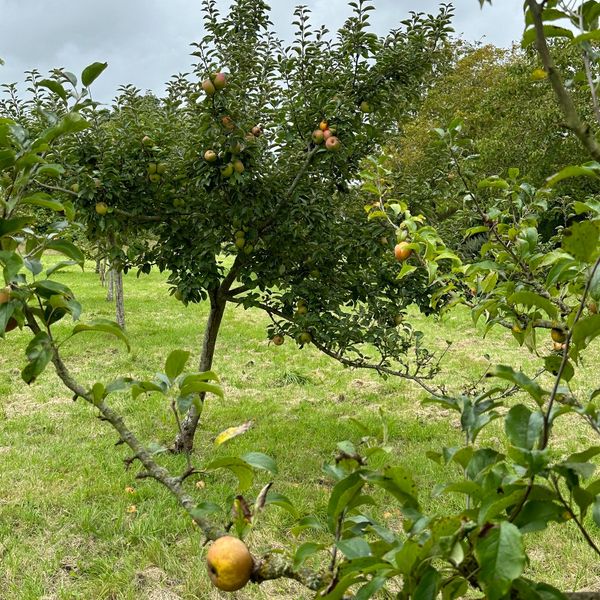 HestercombeGdns's tweet photo. Nearly-ripe Egremont Russet apples in the Hestercombe Orchard. Ready to be harvested to go in our home-made mincemeat for an extra special mince pie!
Be among the first to enjoy them at our November Christmas Market.
#hestercombe #tauntonsomerset #heritageapples #Christmas https://t.co/u2knoVuaxM
