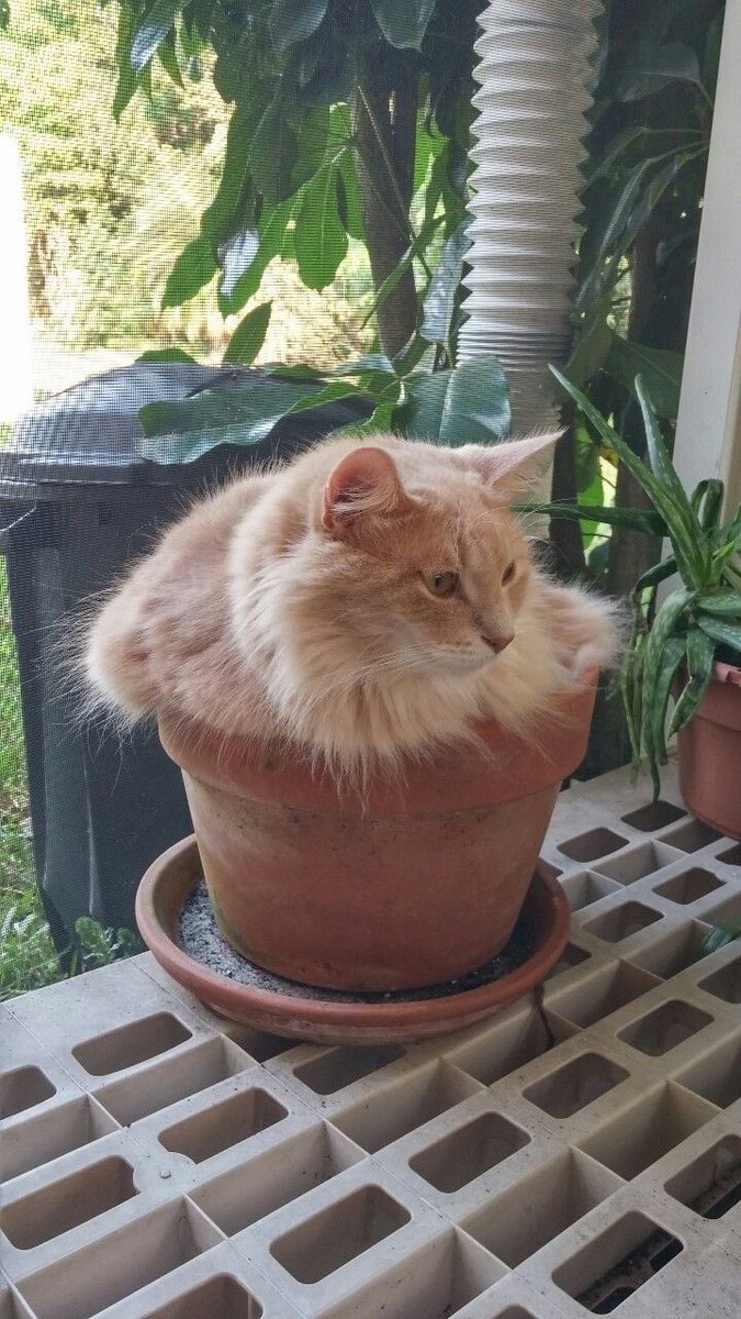 WE LOVE CATS tweet media