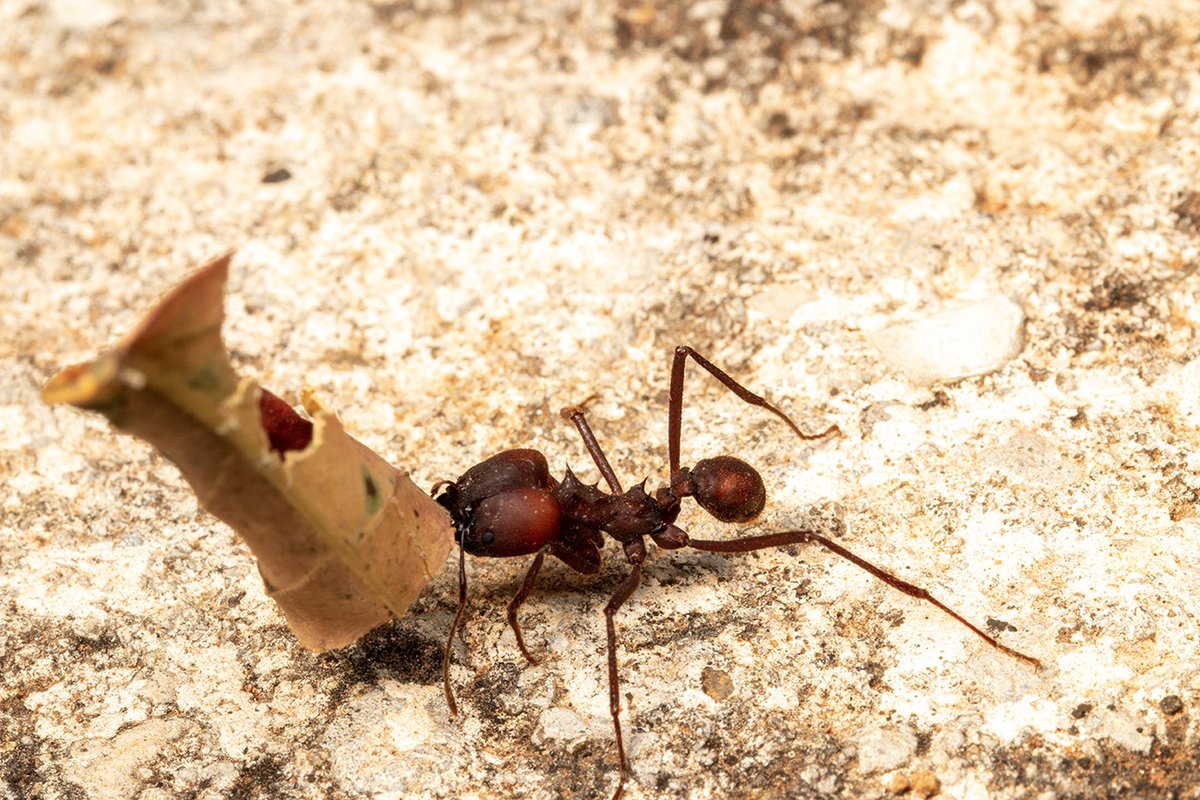 Carlsbergfondet's tweet image. 🐜Myrer har dyrket svampe som deres afgrøde i mange mio. år. Længe før mennesket fandt ud af at forfine vilde græsser til afgrøder som hvede, byg og majs. Bliv klogere på myrernes underjordiske landbrug 👉bit.ly/3PXmKkz #dkforsk @JonathanShik @SocSymEvo @koebenhavns_uni