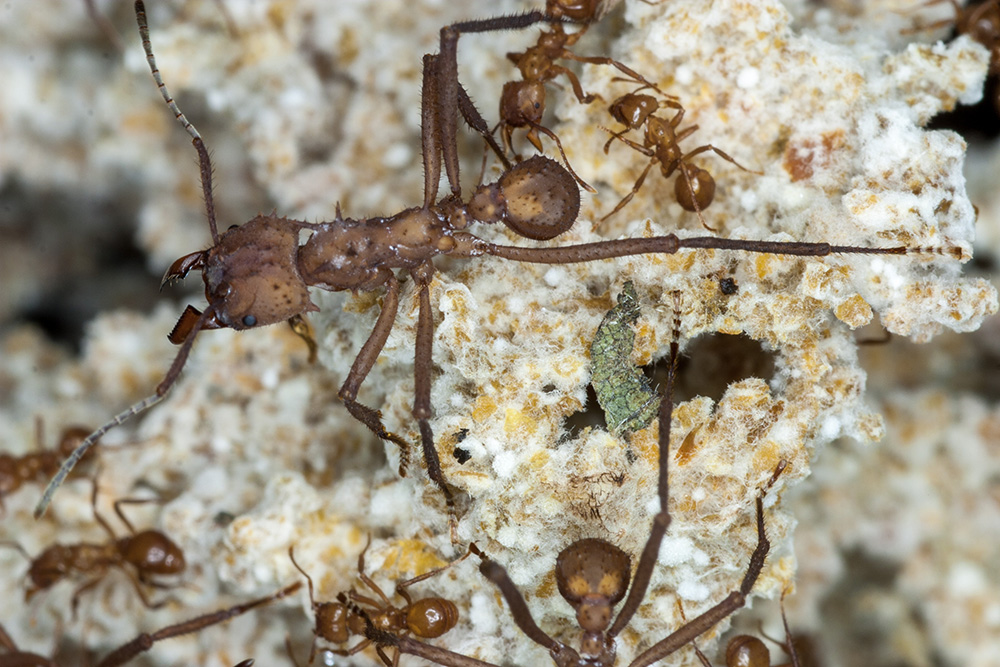 Carlsbergfondet's tweet image. 🐜Myrer har dyrket svampe som deres afgrøde i mange mio. år. Længe før mennesket fandt ud af at forfine vilde græsser til afgrøder som hvede, byg og majs. Bliv klogere på myrernes underjordiske landbrug 👉bit.ly/3PXmKkz #dkforsk @JonathanShik @SocSymEvo @koebenhavns_uni