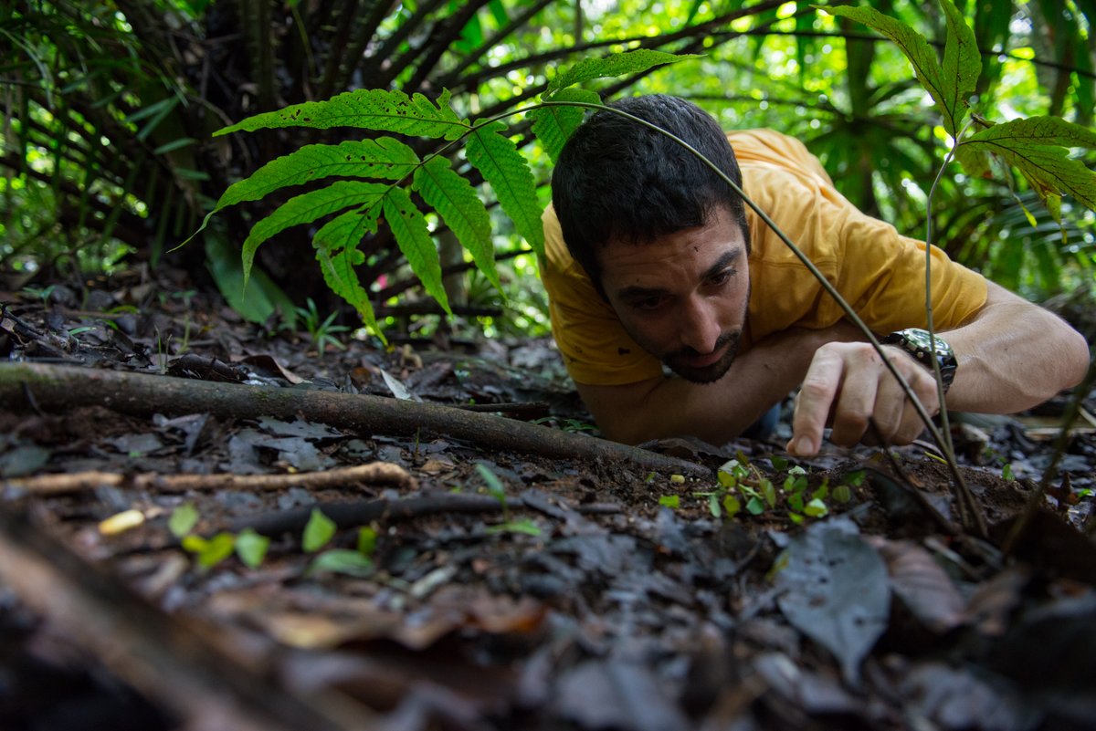 Carlsbergfondet's tweet image. 🐜Myrer har dyrket svampe som deres afgrøde i mange mio. år. Længe før mennesket fandt ud af at forfine vilde græsser til afgrøder som hvede, byg og majs. Bliv klogere på myrernes underjordiske landbrug 👉bit.ly/3PXmKkz #dkforsk @JonathanShik @SocSymEvo @koebenhavns_uni