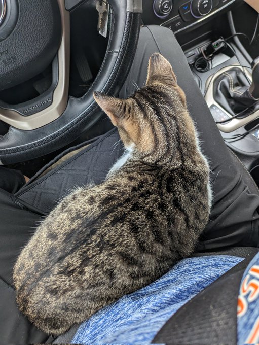 I took my cat to get spayed, found out the kitty was a neutered male who really enjoys car rides. https://t<a href="/tag/onlyfansbabe"class="tags"><span>#onlyfansbabe</span></a><a href="/tag/onlyfans_girl"class="tags"><span>#onlyfans_girl</span></a>