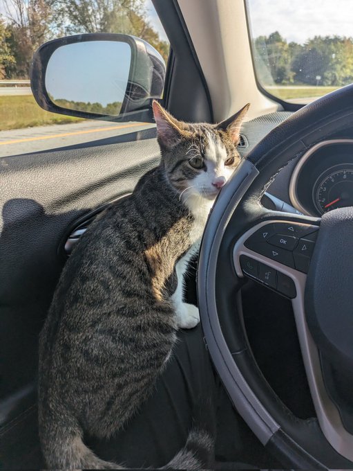 I took my cat to get spayed, found out the kitty was a neutered male who really enjoys car rides. https://t<a href="/tag/onlyfansbabe"class="tags"><span>#onlyfansbabe</span></a><a href="/tag/onlyfans_girl"class="tags"><span>#onlyfans_girl</span></a>