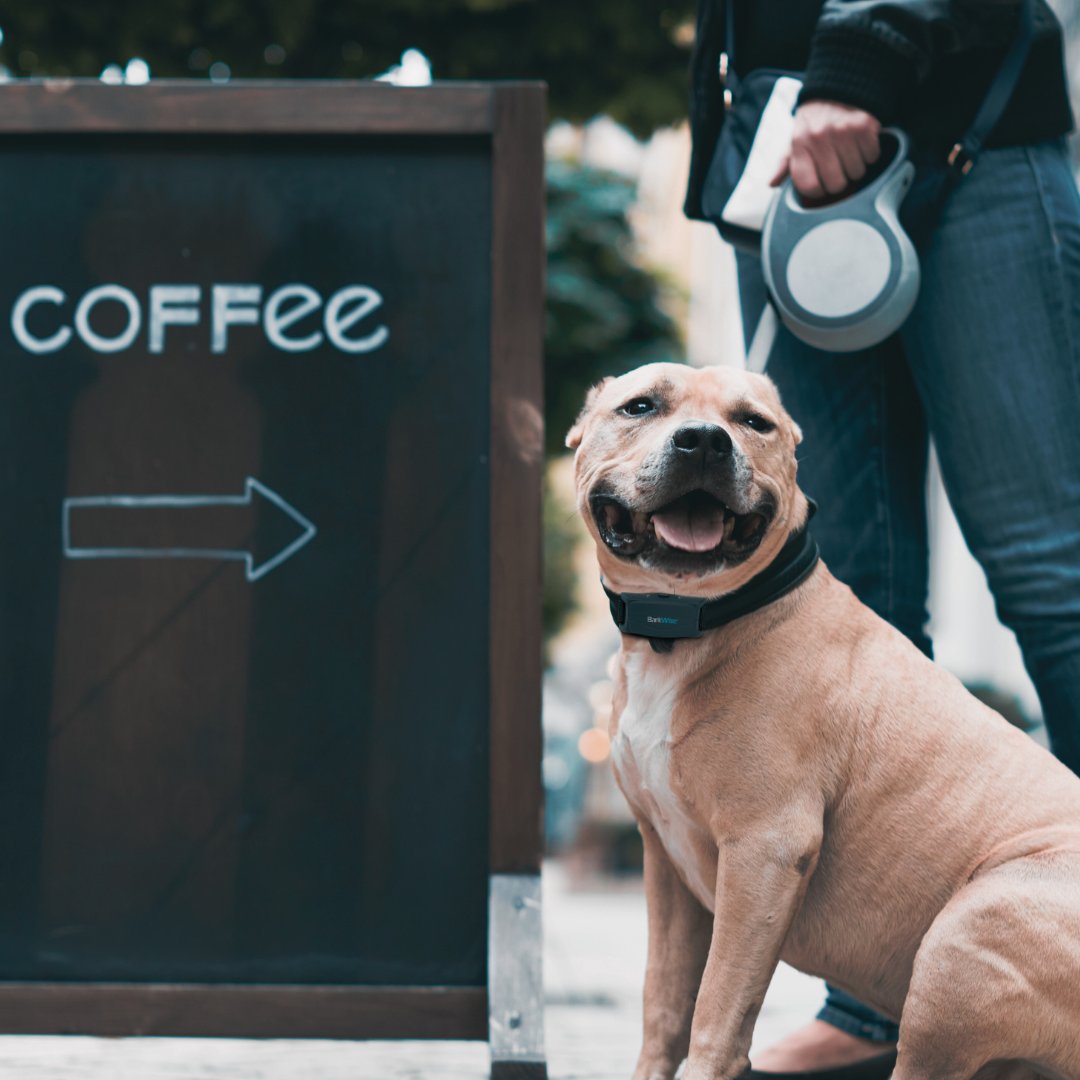 shopgoodlifeinc's tweet image. Happy National Coffee Day! ☕ Go out and get yourself a cup, and don&apos;t forget a pup-pacino for your pup! 🐶 (did you see we rhymed there?...haha) 😄
#happynationalcoffeeday #humanesolutions #puppacino #barkcontrol #coffee #mocha #cafe #cupofjoe #dogtreat #trainingcollars