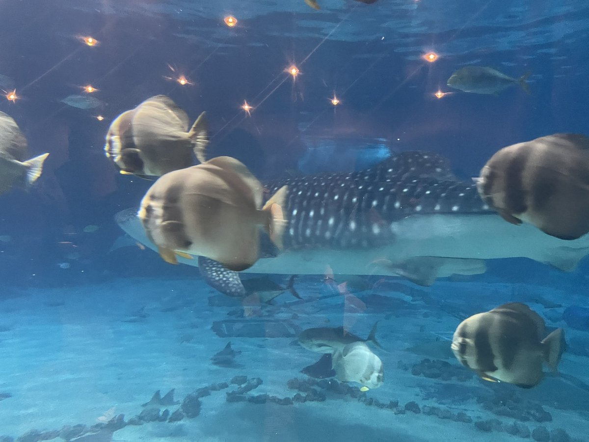 What an amazing way to spend the day!! 🐟🐠🐡🐡<a href="/GeorgiaAquarium/">Georgia Aquarium</a> #pcampatl #prodmgmt