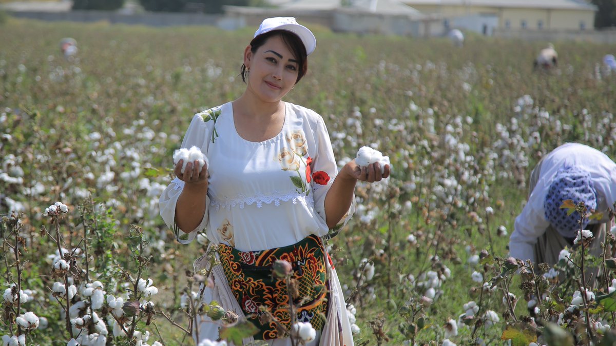 Farmers in Fergana region learned how to grow new cotton varieties that use less water, ripen faster & produce more yield. This is part of @UNDP_Uzbekistan's EU-AGRIN project, funded by @EU_Tashkent, to promote water-efficient & climate-resilient agri. t.ly/xEdg1