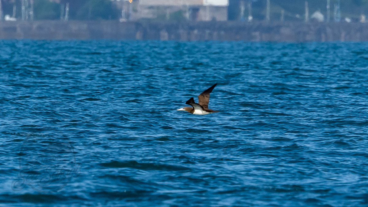 Devon Sea Safari tweet media