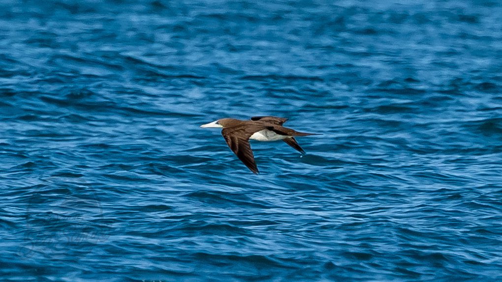 Devon Sea Safari tweet media