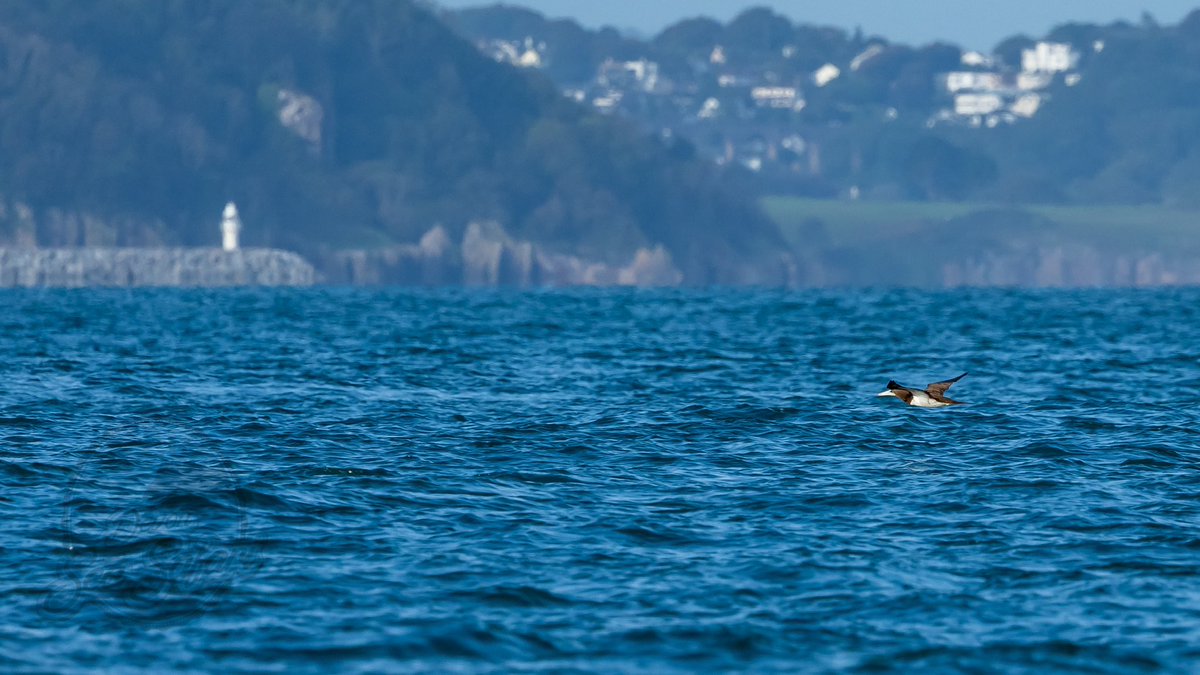 Devon Sea Safari tweet media