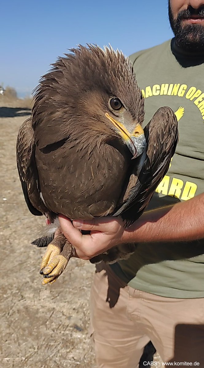 CABS_REPORTS's tweet photo. ⚠️🦅 🧵1/4 

Where Eagles Dare - direct action to protect Lesser Spotted Eagles in #Lebanon. 

Almost the entire population of c.50,000 birds are traversing a narrow 30km corridor of Lebanese airspace en-route to their wintering areas in eastern &amp; sub-Saharan Africa … https://t.co/GRI3NEO8KQ