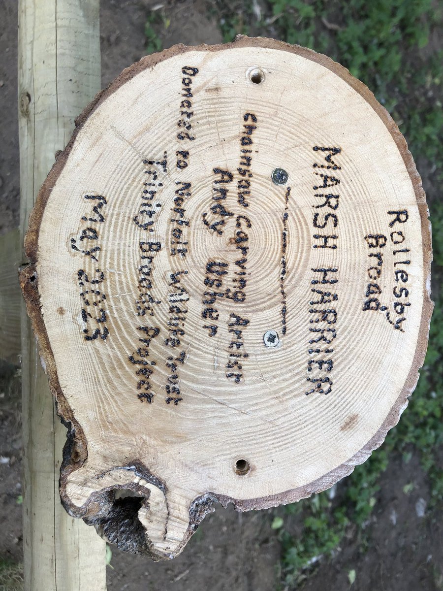 Delighted to find this #marshharrier at our Rollesby #Broad #Norfolk. Our very talented volunteer carved and donated it to the #TrinityBroadsPartnership The plinth was carved from an unsafe tree at our adjacent water treatment works <a href="/NorfolkWT/">Norfolk Wildlife Trust</a> <a href="/ESWH2O/">Essex & Suffolk Water</a>