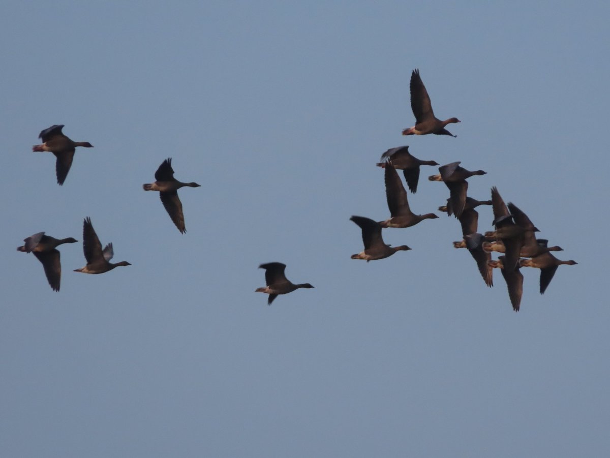 Swilly 0730-1530 1 Lesser White-fronted goose, 1 Bar-tailed godwit, 3 Spoonbill, 1 Peregrine falcon, 4 Red kite, 5 Buzzard, 3 Ruff, 7 Dunlin, 1 Redshank, 1 Marsh harrier (red wing tags), 10 lesser redpoll, 3 Siskin, 128 Pink-footed goose, 1 Caspian gull. @SwillyIngsBG